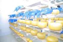 Импортозамещение в Таджикистане. ООО «Джахида» за месяц производит до 150-200 кг сыра