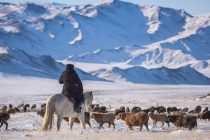 В Монголии от стихийного бедствия могут пострадать скотоводческие регионы