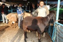 В Согдийской области увеличилось поголовье крупного рогатого скота