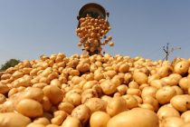 Министерство сельского хозяйства: в Таджикистане собрано более 804 тысяч тонн картофеля