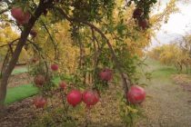 В Таджикистане богатый урожай гранатов. Вес плодов порой достигает 700 граммов