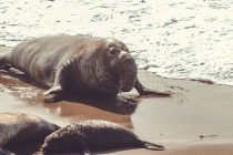 В Антарктиде из-за птичьего гриппа погибли сотни морских слонов