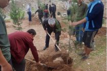 В джамоате Мирали Махмадали Восейского района посажено более 1000 вечнозеленых хвойных деревьев