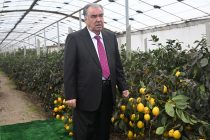 Президент Таджикистана Эмомали Рахмон в районе Кушониён ознакомился с деятельностью теплицы по выращиванию лимонов в производственном кооперативе «Сомон-Бохтар»