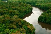 ИЗМЕНЕНИЯ КЛИМАТА. Тропические леса Амазонии могут превратиться в саванну