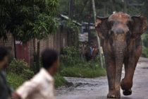 Жертвами нападения слонов и тигров в Индии в 2023 году стали почти 3 тысячи человек