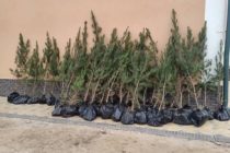В Джайхунском районе будет посажено 80 тысяч тенеобразующих, декоративных и вечнозелёных деревьев