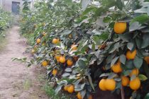 Начался сбор урожая. На юге Таджикистана в районе Кушониён лимоны выращивают практически в каждом доме