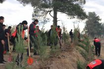 ПОСАДИ ДЕРЕВО! В махалле Лучоб города Душанбе посажено более 500 декоративных деревьев