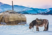 Около 180 тысяч голов скота погибли в Монголии от зимней бескормицы
