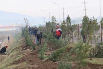 ПОСАДИ ДЕРЕВО! В Дангаринском районе посажено около 900 декоративных вечнозеленых деревьев