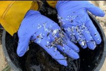 Пляжи Галисии в Испании очищают от микропластика