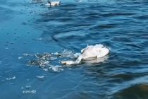 В Казахстане обнаружили 227 погибших лебедей на озере Караколь