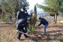 ПОСАДИ ДЕРЕВО! В махалле Сурхоб района Исмоили Сомони посажено 1500 вечнозеленых деревьев