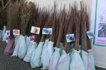 В профессионально-техническом лицее агропромышленного комплекса Аштского района появится абрикосовый сад