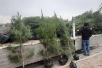 ПОСАДИ ДЕРЕВО! В Кулябской зоне посажено более 290 тысяч вечнозеленых и декоративных деревьев