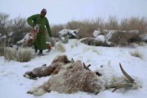 В Монголии погибло в общей сложности 7,1 млн голов домашнего скота