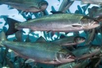 На норвежских лососевых фермах умирает каждый шестой лосось