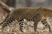 Популяция леопардов в Индии за 4 года выросла почти на 8 %