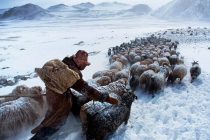 Потери скота в Монголии превысили три миллиона голов