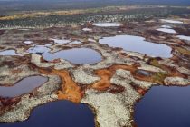 Ученые выявили особенности болот, влияющие на климат