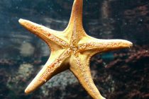 В морской звезде обнаружили соединения против опухолей
