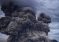 Вулкан Ибу в Индонезии выбросил пепел на высоту 2,5 км