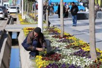 «МОЙ ГОРОД – МОЙ ДОМ». В районе Шохмансур города Душанбе посажено 15 000 сезонных декоративных цветов