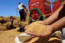 Из-за засухи Марокко придётся импортировать значительные объёмы зерна