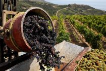 Изменение климата угрожает мировому производству вина