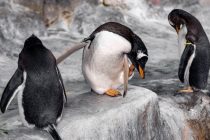 Климатические изменения: Популяции императорских пингвинов предрекли сокращение на 99 процентов