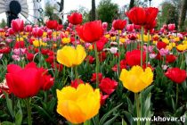 1 мая в Душанбе подведут итоги Республиканского конкурса «Сайри гули лола». Фото НИАТ «Ховар» из цветников столицы