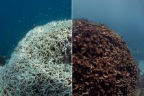 Коралловые рифы страдают от четвертого глобального обесцвечивания