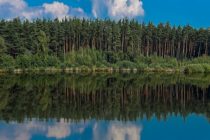 В Великобритании обнаружен старейший лес на планете
