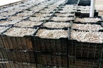 В Темурмаликском районе полностью реализовали план по выращиванию коконов
