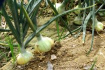 В Яване идёт сбор урожая картофеля и раннего лука