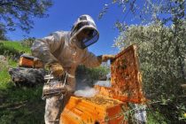 Пчеловоды во Франции жалуются на погоду