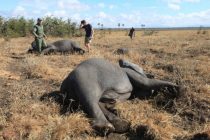 Странам Южной Африки грозит сокращение популяции слонов из-за засухи