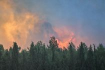 Турция использует искусственный интеллект в мониторинге лесных пожаров