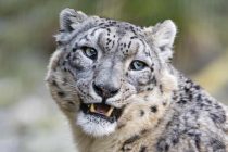 В Таджикистане ужесточена ответственность за охоту на снежного барса