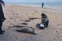 На побережье Каспия впервые нашли свыше 1 тысячи погибших тюленей