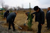 Республиканская кампания по посадке саженцев. Вдоль дорог сельского джамоата Халифа Хасан города Пенджикента посадили более 400 саженцев декоративных деревьев