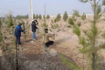 В Согдийской области с участием членов Народной Демократической партии Таджикистана посажено 2000 саженцев вечнозелёных деревьев