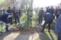 ПОСАДИ ДЕРЕВО! Сотрудники Министерства энергетики и водных ресурсов посадили 300 саженцев сосны и хвойных деревьев