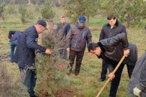 В академическом городке Национальной академии наук Таджикистана посадили более 250 деревьев