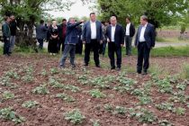 Заместитель Премьер-министра Таджикистана Сулаймон Зиёзода ознакомился с деятельностью сельхозпроизводителей Гиссара