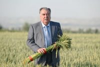 Лидер нации Эмомали Рахмон в Дангаринском районе ознакомился с процессом выращивания сельскохозяйственных культур в производственном кооперативе «Сомонджон» и дехканском хозяйстве «Эмоми Аъзам»