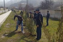 В Раштском районе посадили более 23-х тысяч деревьев