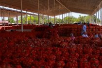 Согдийская область наращивает экспорт раннего лука в Россию и Казахстан