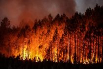 Европе угрожают неконтролируемые лесные пожары, ученые предлагают новую стратегию